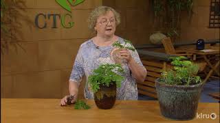 How to Grow Scented Geraniums |Ann McCormick |Central Texas Gardener