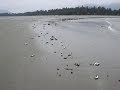 Dead herring and sardines washed ashore at Chesterman Beach, Tofino BC, Canada