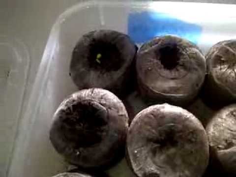 black baccara rose bouquet Growing Roses from Seed - Week 10