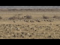 spotted  sandgrouse  Pterocles senerare bird exclusive video  of flock with beautiful call vaku vaku