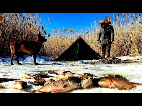 Видео: Подледная рыбалка - Ловля карпа в замерзшем озере, Зимний кемпинг с моей собакой