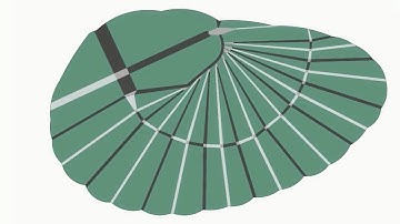 Earwigs and the art of origami