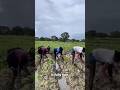 Traditional Rice Farming in Africa 🌾