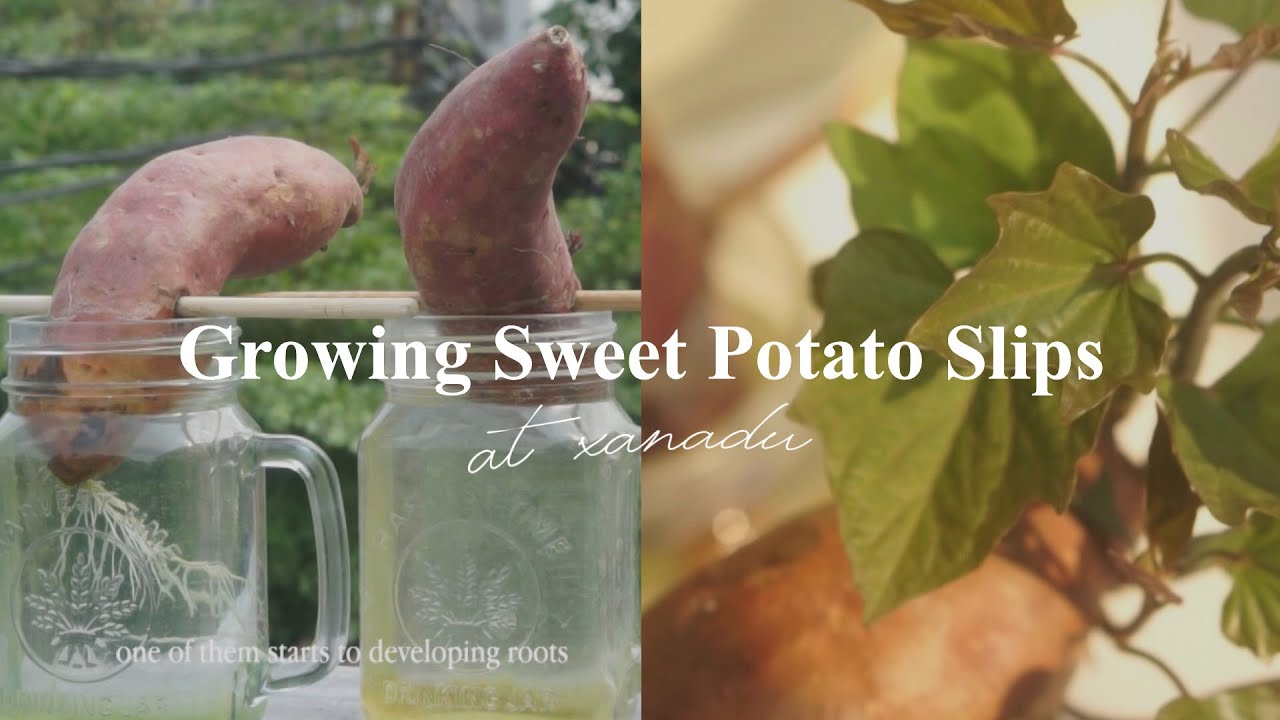 how to grow sweet potato slips / vine | growing satsumaimo slips