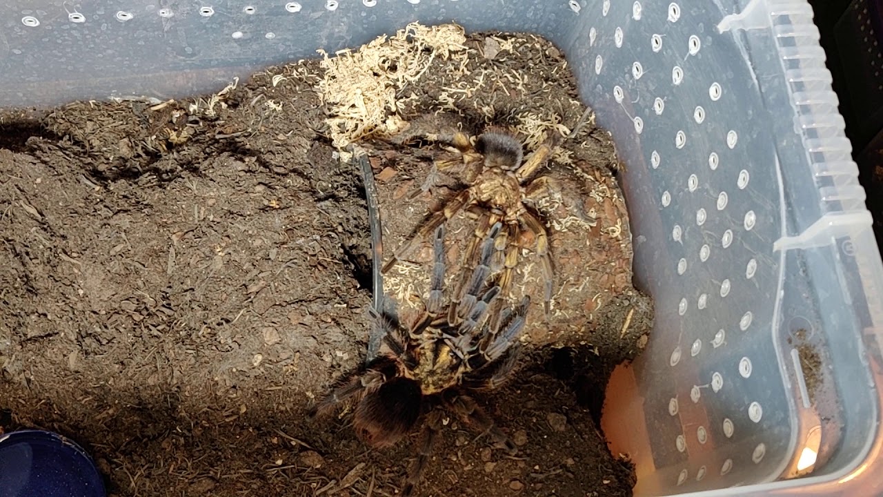 arachnophilia youtube arachnophilia youtube