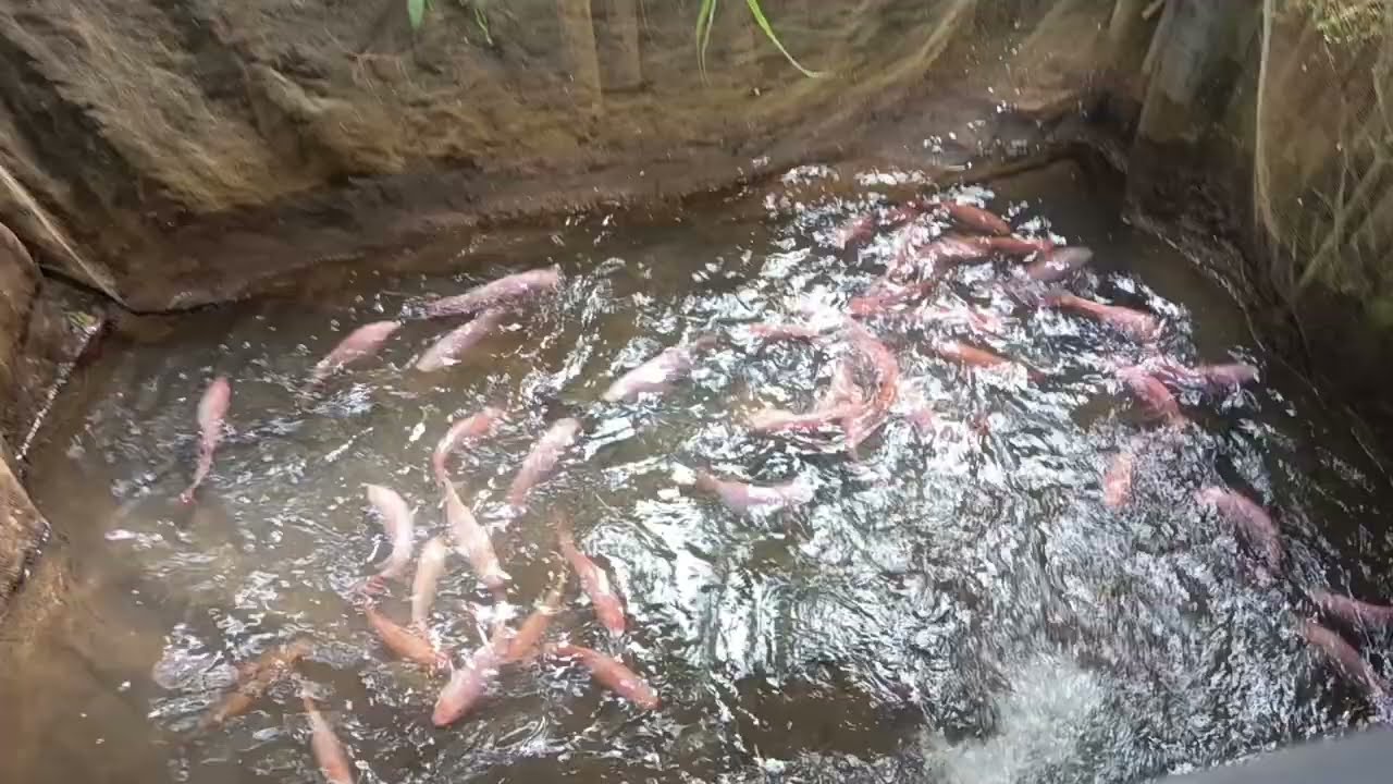 HARI LIBUR KITA ISI DENGAN KEGIATAN DI EMPANG #budidayaikannila 