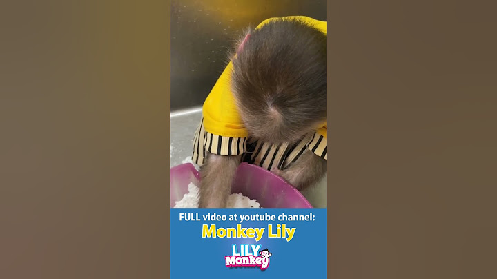 What happened when Lily was alone in the kitchen? #shorts #short #monkey