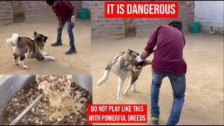 Doglover subscribe my channel this is my dog world @dogloverprakash