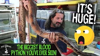 THE BIGGEST BLOOD PYTHON YOU'VE EVER SEEN!