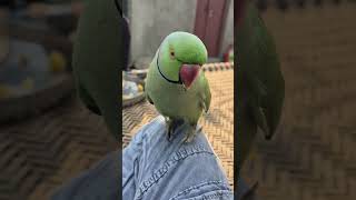 parrot sound 🦜🙏🦜#parrot #ringneckparrot #birds #parrottalking #nonstoptalkingparrot #mithukibatain🙏🙏