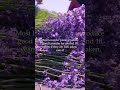 How its grown lavender i washington grown