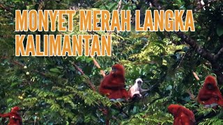 Monyet Merah Kalimantan