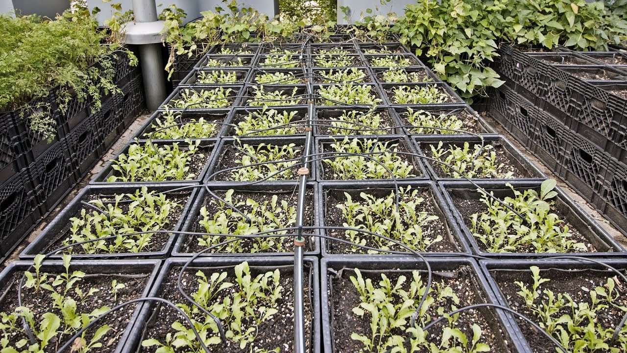 Farming in 3,200 Milk Crates For a High-End Restaurant in Manhattan | water side restaurantข้อมูลที่เกี่ยวข้องที่สมบูรณ์ที่สุด