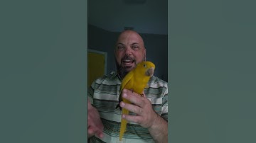 How do you teach parrots not to bite? #parrot