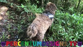 Balding Work & Landscaping in  Northern Rivers Rainforest 30