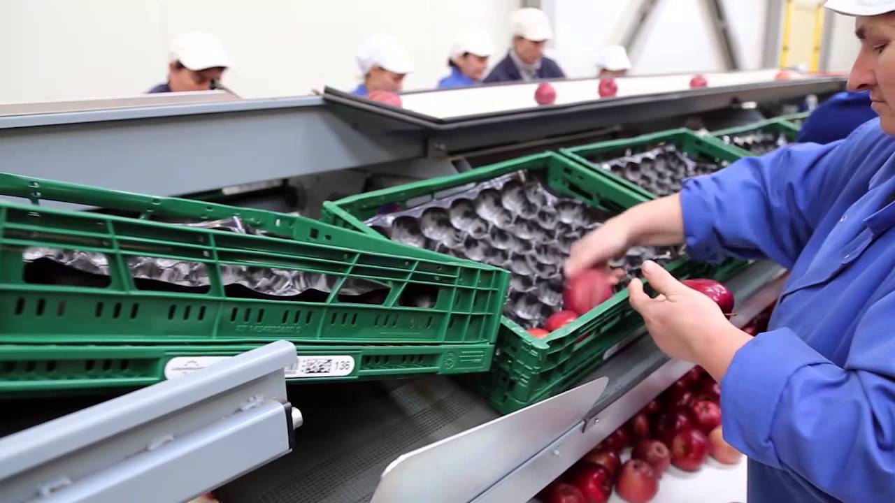 Szatmárkert Kft. Almafeldolgozó üzem