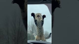 Shocked Cat Drops Bird After Car Horn! 😱 Hilarious Flip Out &amp; Scratching Windshield #cat