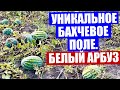 Астрахань 2020. Репортаж с уникального бахчевого поля. Сушка семян арбузов и дынь. Дегустация арбуза