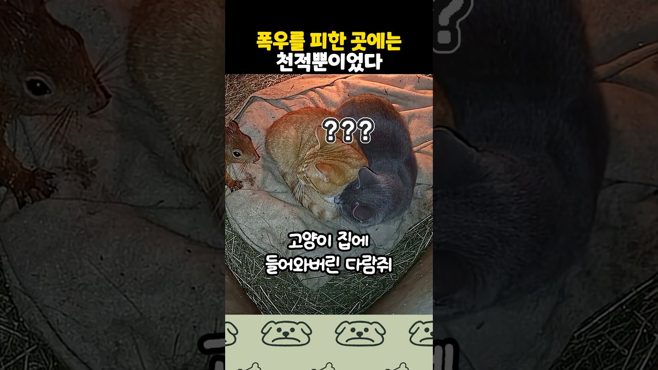 고양이 집에 들어와버린 다람쥐 반응