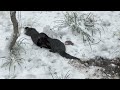 River otters playing in the snow