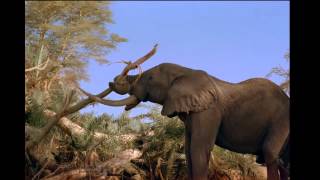 Королевство африканского слона