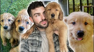 Golden Retriever PUPPIES Go Outside For the First Time | Episode 25