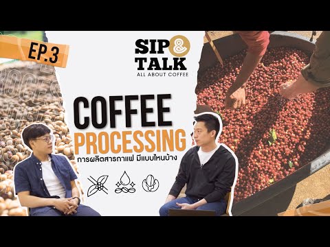 การผลิตสารกาแฟมีรูปแบบไหนบ้างนะ COFFEE PROCESSING - Sip & talk [EP 3]