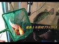 ブラックバスが金魚１０匹を捕食