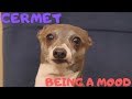Cermet Being a Mood - Compilation // Jenna Marbles and Julien Solomita Footage