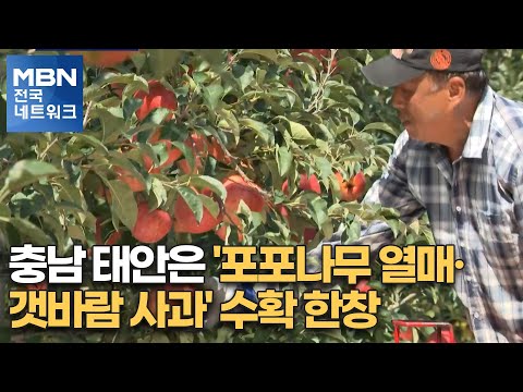 충남 태안은 &amp;#39;포포나무 열매·갯바람 사과&amp;#39; 수확 한창 [전국네트워크뉴스]