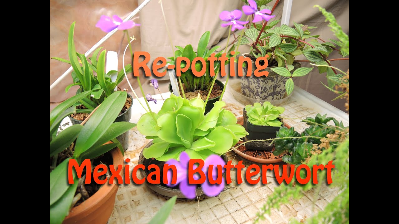 Repotting Carnivorous Plants - Pinguicula moranensis