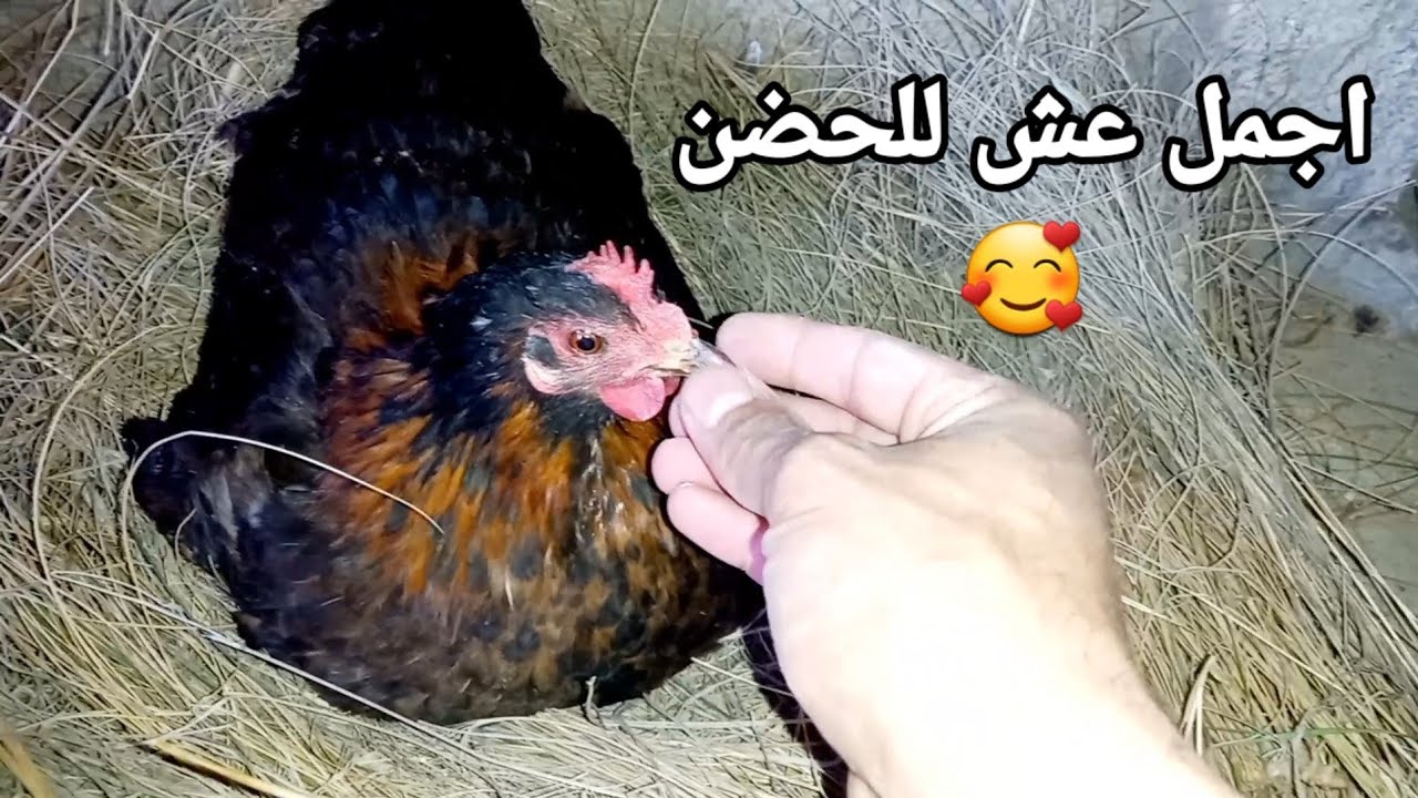رقود الدجاج على البيض اليكم اهم النصائح وكيفية تغيير مكان الحضن