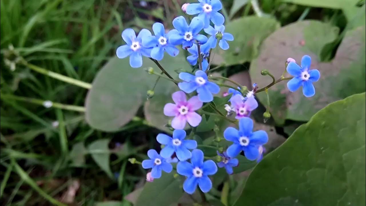 Незабудка Болотная. Незабу́дка Боло́тная (лат. Myosótis scorpióides). Аренский Незабудка. Мелкие голубые цветы похожие на незабудку.
