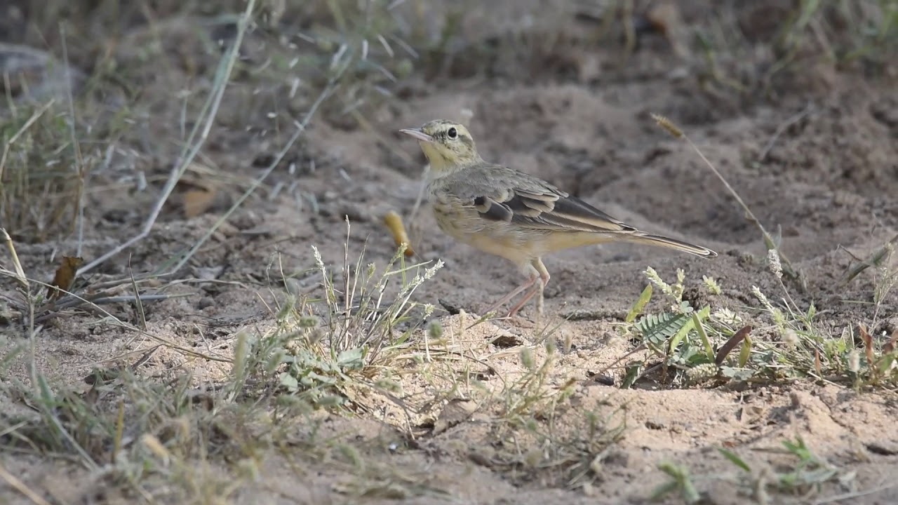 tawny pipit with prey 