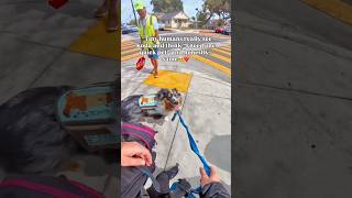 Tiny humans sneaking pets on Koda get a free pass every time🥹🩷 #dog #dogs #cute #dogshorts #funny