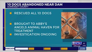 10 dogs rescued near dam in Somerset County, investigation active