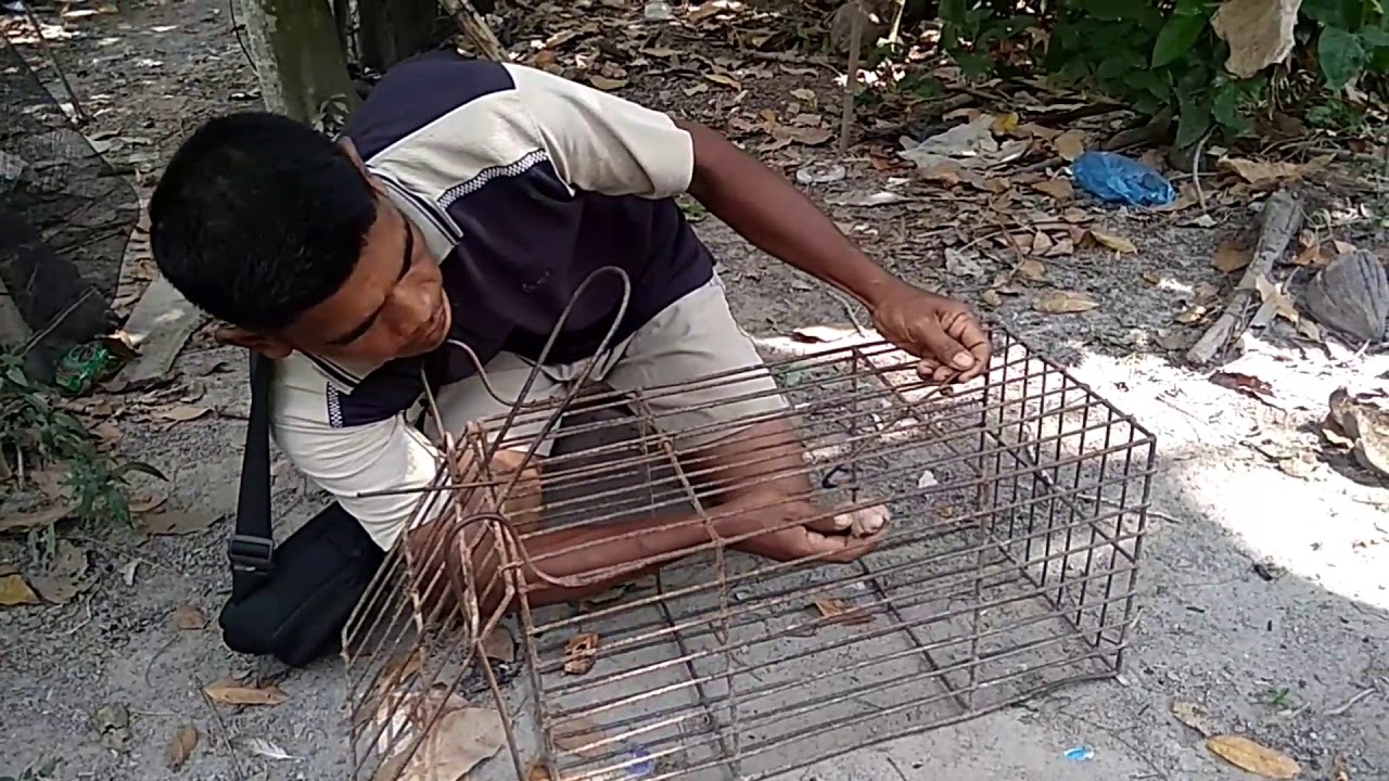 Perangkap Musang Sederhana Youtube