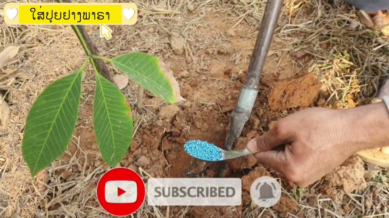 Ep06 ໃສ່ປຸຍຢາງພາຣາ//ใส่ปุยยางพารา