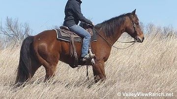 Colonel Peponita Flo***For info, price, etc., go to our website***ValleyViewRanch.net