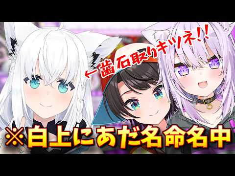 【見どころ切り抜き】白上に変なあだ名をつけるが面白さに自爆して爆笑するスバおか【大空スバル/猫又おかゆ/ホロライブ】#スバおか