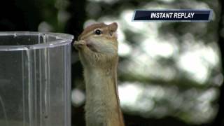 Dramatic Chipmunk