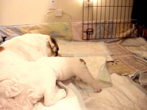 English Bulldog puppies with mom