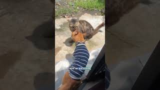 Instead Of Immediately Setting A Sat Jino Instead Invites The Thug Cat To A Consensus  cat sh