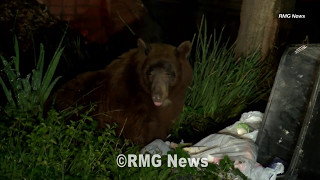 Black bear spotted grabbing some breakfast in Monrovia.