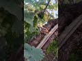 Grapes farming ytshorts shortsfeed subscribe youtuber shorts