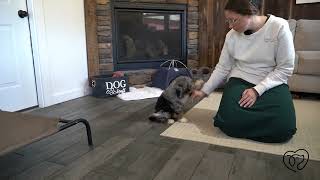 Lulu Training  Graduation by Puppy Intelligence 88 views 2 weeks ago 4 minutes, 21 seconds