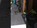 Chucky hops the fence in this video #cat #shorts