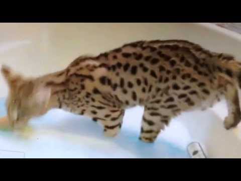 crazy-funny-scared-cats-epic-fail-compilation-2013---extreme-fun!