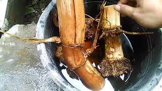 Bambu Unik Sabdo Lutut Bertuah...