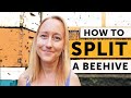 How to split a beehive stepbystep  beekeeping 101